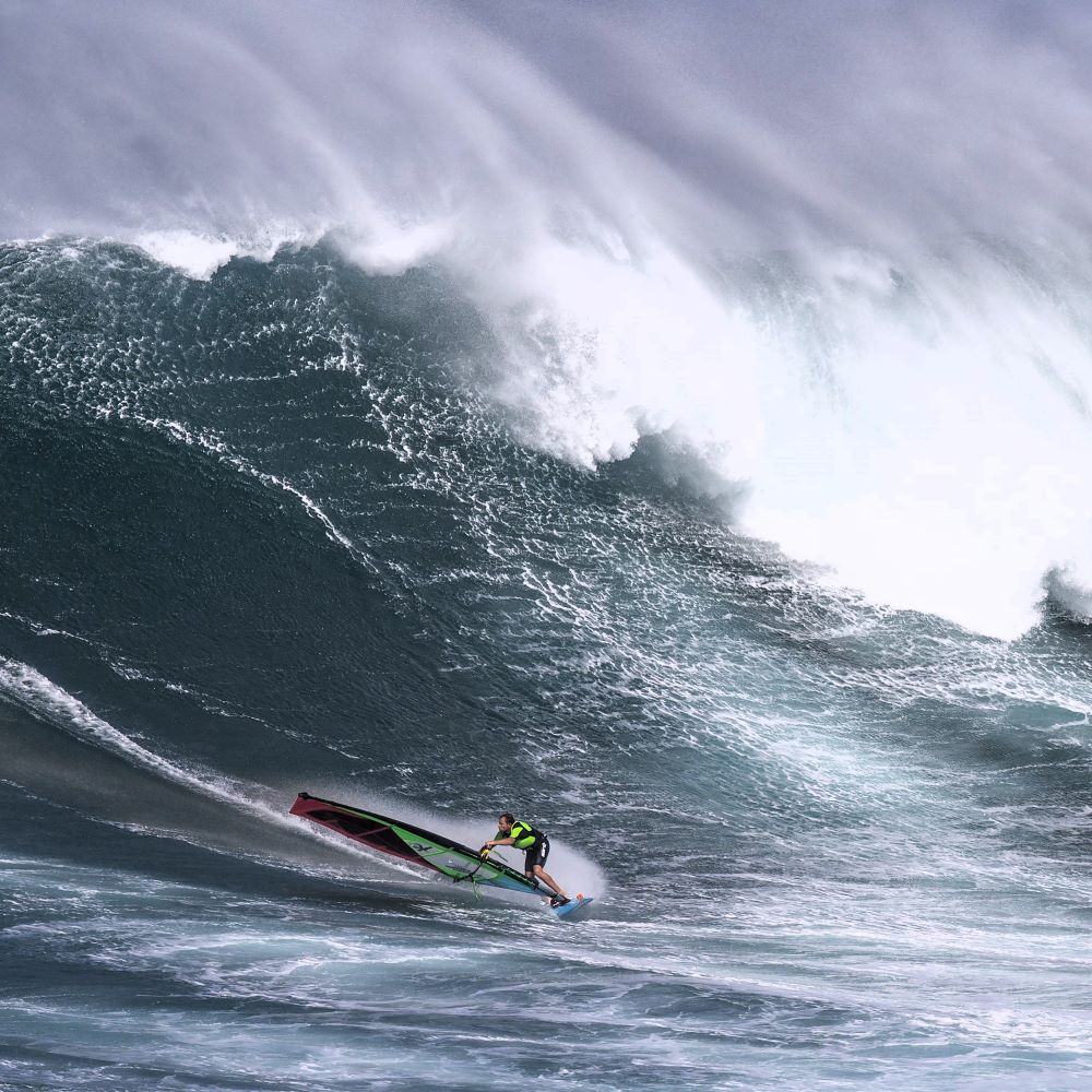 albero windsurf reptile